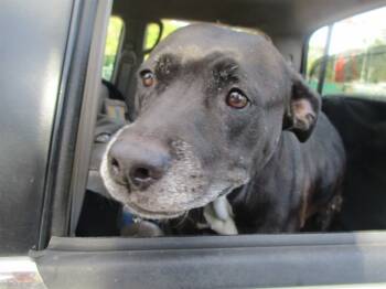 Rescue Pit Bull Terrier Dogs for Adoption in Ocala, Florida - MAMA | PetCurious