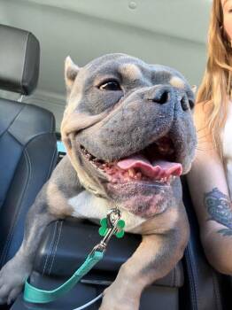 Rescue French Bulldog Dogs for Adoption in Los Angeles, California - Chanel | PetCurious