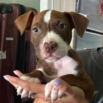 American Staffordshire Terrier Dogs Available for Adoption in Tampa, Florida - Monk | PetCurious