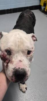Ic-6 Louie -  Pit Bull Terrier Dog for Adoption in Lawrenceville, Georgia - Ic-6 Louie | PetCurious