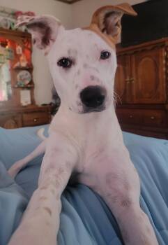 Rescue Jack Russell Terrier Dogs for Adoption in Conshohocken, Pennsylvania - Emmy | PetCurious