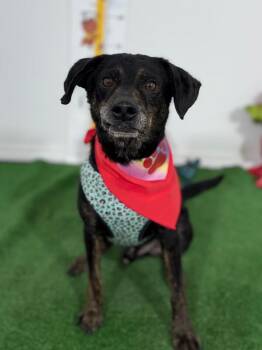 Sarge-One of our Amazing Rescue Dogs -  Mountain Dog and German Pinscher Dog for Adoption in Carlsbad, California - Sarge-One Of Our Amazing Rescue Dogs | PetCurious