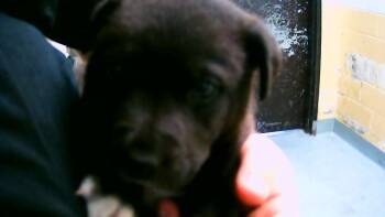 Pit Bull Terrier and Mixed Breed Dogs Available for Adoption in Tulsa, Oklahoma - ASPEN | PetCurious