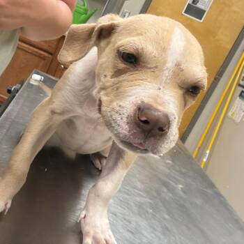 Labrador Retriever Dogs Available for Adoption in Tupelo, Mississippi - Zoey - 032003U | PetCurious