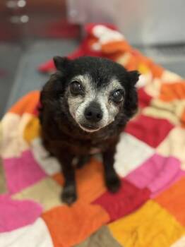 Chihuahua Dogs Available for Adoption in Dallas, Texas - FOXY LADY | PetCurious