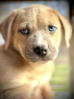 Mixed Breed Dogs Available for Adoption - Dash | PetCurious