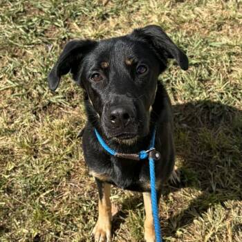 Rescue Shepherd Dogs for Adoption in Concord, North Carolina - Sparrow | PetCurious