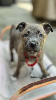 Juniper -  Mixed Breed Dog for Adoption in Riverdale, New Jersey - Juniper | PetCurious
