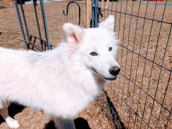 Rescue Samoyed and Siberian Husky Dogs for Adoption in Fosters, Alabama - LEVI | PetCurious