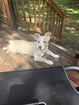 Moira Rose (26-168 D) -  Mixed Breed Dog for Adoption in Lansing, Michigan - Moira Rose (26-168 D) | PetCurious