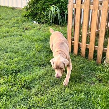 Rescue Weimaraner Dogs for Adoption in Wichita, Kansas - Griffith | PetCurious