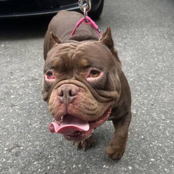 Mellow -  Mixed Breed Dog for Adoption in Bangall, New York - Mellow | PetCurious