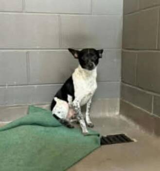 Chihuahua Dogs Available for Adoption in Zimmerman, Minnesota - Rocky | PetCurious