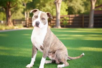 Rescue Pit Bull Terrier and Mixed Breed Dogs for Adoption in Sebastian, Florida - Hank | PetCurious