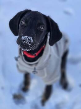 German Shorthaired Pointer and Australian Shepherd Dogs Available for Adoption - Abel The Smart Energetic Puppy! | PetCurious