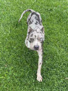 Calypso -  Pit Bull Terrier and Mixed Breed Dog for Adoption in Westland, Michigan - Calypso | PetCurious