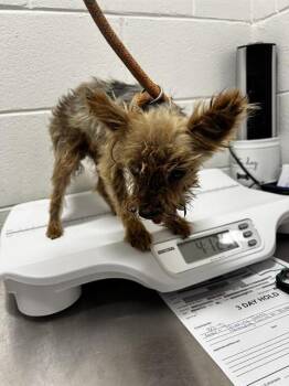 OLIVER -  Yorkshire Terrier Dog for Adoption - OLIVER | PetCurious