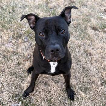 Moe (guest dog) -  Pit Bull Terrier Dog for Adoption in Albany, New York - Moe (guest Dog) | PetCurious