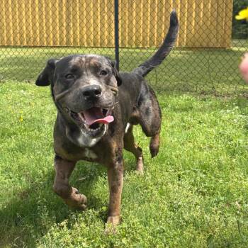 Catahoula Leopard Dog and Mastiff Dogs Available for Adoption in Cabot, Arkansas - (Found) Sampson | PetCurious