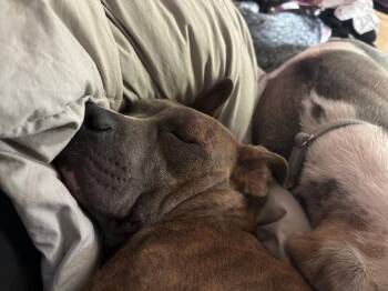 Yara 2 -  Pit Bull Terrier Dog for Adoption in Providence Forge, Virginia - Yara 2 | PetCurious