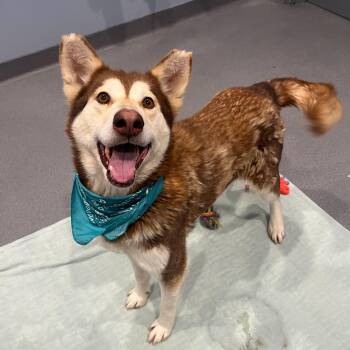 Siberian Husky Dogs Available for Adoption - Aurora | PetCurious
