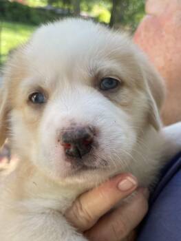 Shepherd and Husky Dogs Available for Adoption in Holly Springs, North Carolina - Scout - Sweets Litter | PetCurious