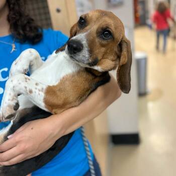 Vanilla - Chino Hills Location -  Beagle Dog for Adoption in Chino Hills, California - Vanilla - Chino Hills Location | PetCurious