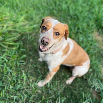 Australian Cattle Dog Blue Heeler and Rhodesian Ridgeback Dogs Available for Adoption in Humble, Texas - Biscuit | PetCurious