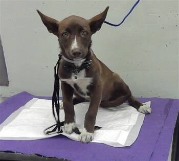 Staffordshire Bull Terrier and German Shepherd Dog Dogs Available for Adoption in Houston, Texas - A2077546 | PetCurious