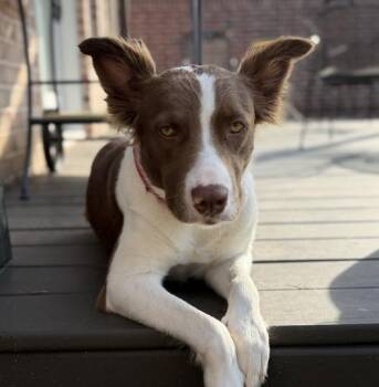 Australian Shepherd Dogs Available for Adoption in Dalworthington Gardens, Texas - Faith Hill | PetCurious