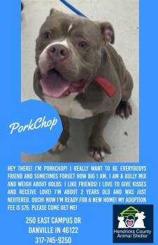 Pork Chop -  Pit Bull Terrier Dog for Adoption in Danville, Indiana - Pork Chop | PetCurious