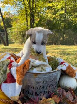 Coraline -  Border Collie Dog for Adoption - Coraline | PetCurious