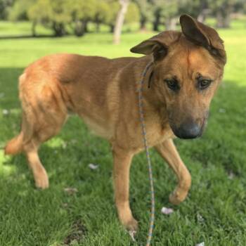 Shepherd and German Shepherd Dog Dogs Available for Adoption - Pipo | PetCurious