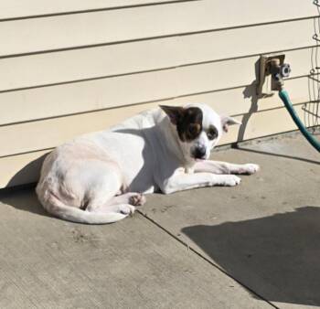 Rescue Mixed Breed Dogs for Adoption in Terre Haute, Indiana - Susie | PetCurious