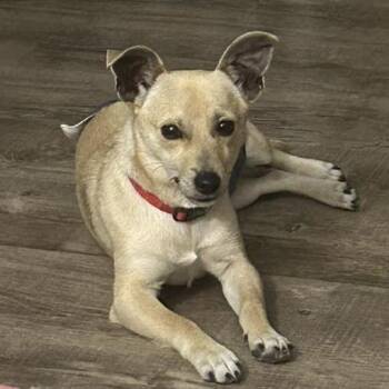 Chihuahua and Mixed Breed Dogs Available for Adoption - Casey $450 | PetCurious