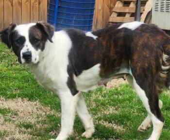 Labrador Retriever and Border Collie Dogs Available for Adoption - Asiago | PetCurious