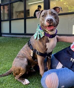 SHAY SHAY -  Pit Bull Terrier Dog for Adoption in San Francisco, California - SHAY SHAY | PetCurious