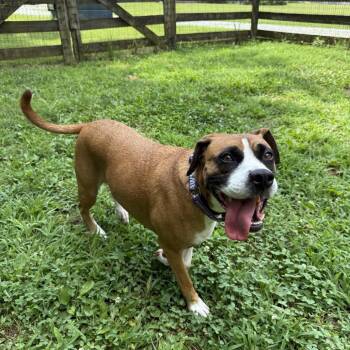 Cocoa -  Mixed Breed Dog for Adoption in Mebane, North Carolina - Cocoa | PetCurious