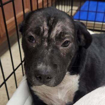 Boots - 050507U -  Terrier and Mixed Breed Dog for Adoption in Tupelo, Mississippi - Boots - 050507U | PetCurious