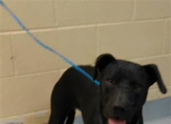 SCARLETT -  Labrador Retriever and Mixed Breed Dog for Adoption in Tulsa, Oklahoma - SCARLETT | PetCurious