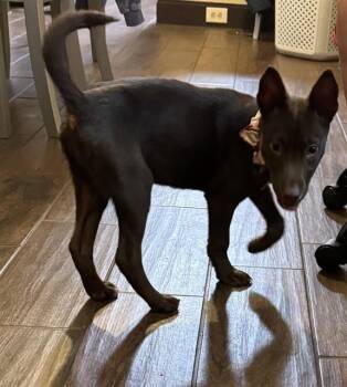 ORACLE -  Labrador Retriever Dog for Adoption in San Antonio, Texas - ORACLE | PetCurious