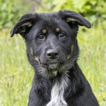 German Shepherd Dog and Australian Shepherd Dogs Available for Adoption in Stroudsburg, Pennsylvania - Paisley | PetCurious