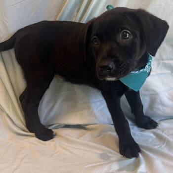 Paris -  Mixed Breed Dog for Adoption in Canal Winchester, Ohio - Paris | PetCurious