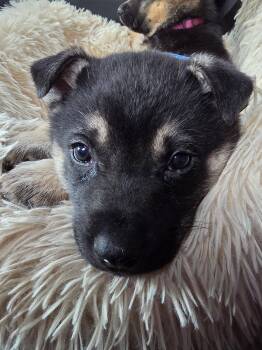 Midnight -  Husky and German Shepherd Dog Dog for Adoption in West Richland, Washington - Midnight | PetCurious
