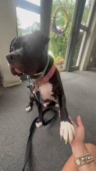 Dr. Pepper/Dexter -  Pit Bull Terrier Dog for Adoption in Valley Stream, New York - Dr. Pepper/Dexter | PetCurious