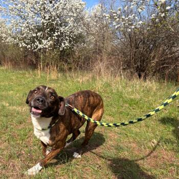 Pit Bull Terrier Dogs Available for Adoption - Dior | PetCurious