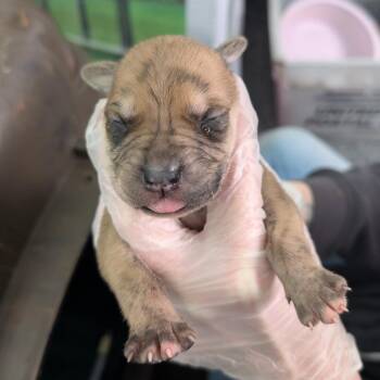 Mack -  Mixed Breed Dog for Adoption in Dekalb, Illinois - Mack | PetCurious