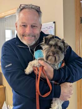Schnauzer Dogs Available for Adoption in Dayton, Minnesota - Gracie | PetCurious
