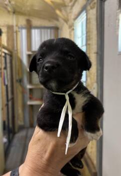 Ember -  Mixed Breed Dog for Adoption in Ruston, Louisiana - Ember | PetCurious