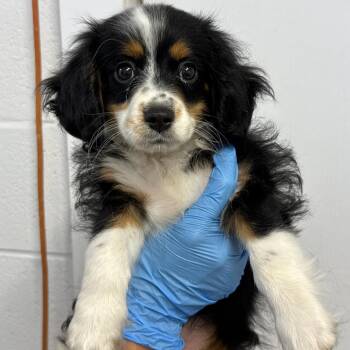The Duke of Cute -  Cavalier King Charles Spaniel and Mixed Breed Dog for Adoption in Hattiesburg, Mississippi - The Duke Of Cute | PetCurious
